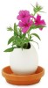 Eggling Plant