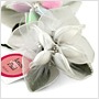 white almond lily