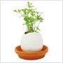 parsley eggling