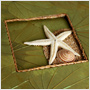 starfish