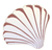scallop shell