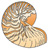 beach snail