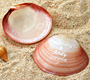 Custom Clam Shells