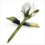 Rose Favor Pen