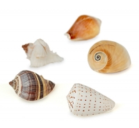 Beach Seashell Place Card Holders (Shells Only - Set of 12)