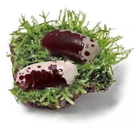 Personalized Plantable Wishing Beans